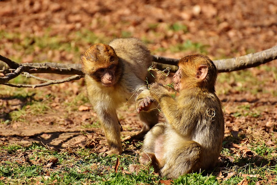 berber monkeys, play, cute, endangered species, monkey mountain salem, HD wallpaper