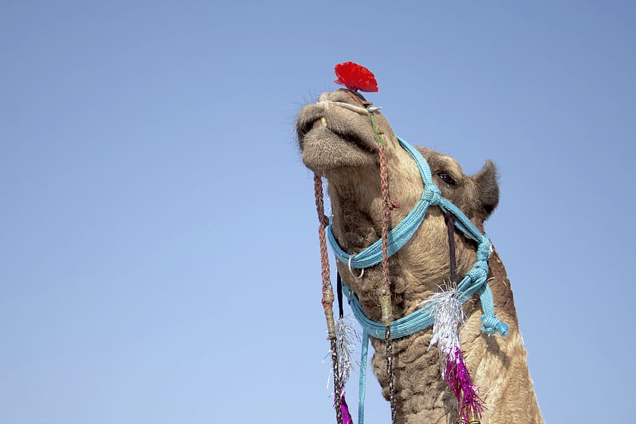 desert, festival, animal, cute, accessories, Arabian camel, blue sky, HD wallpaper
