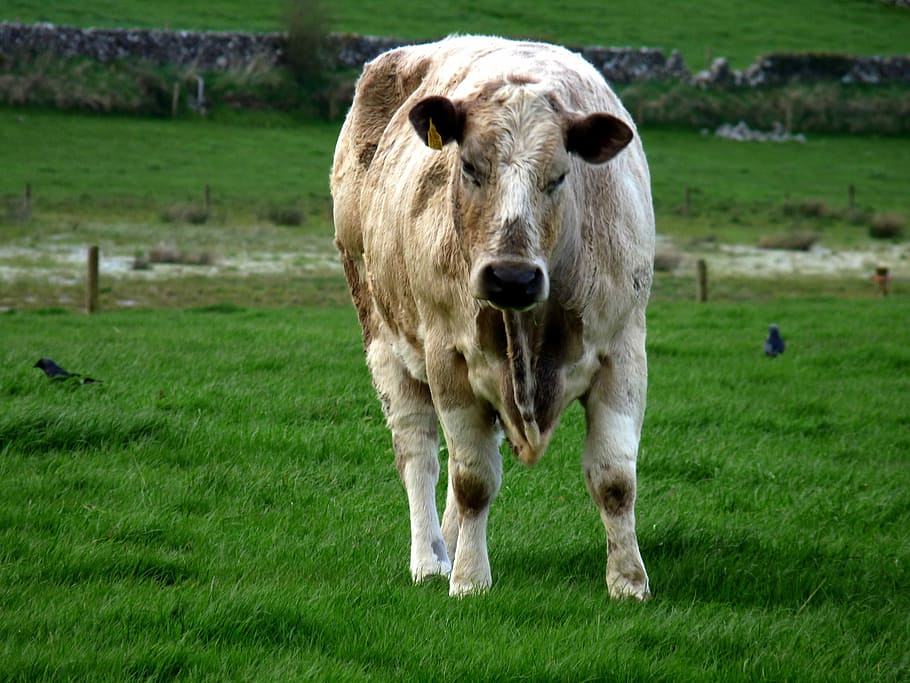 Cattle, Animal, Brown, happy, farming, eyes, white, cow, mammal, HD wallpaper