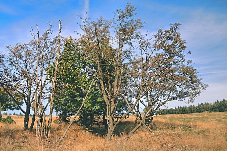 Tree, Branches, autumn, tree branches, nature, heaven, souška HD wallpaper