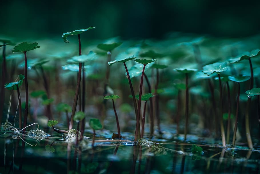selective focus of plants, shallow focus photography of green leaves HD wallpaper