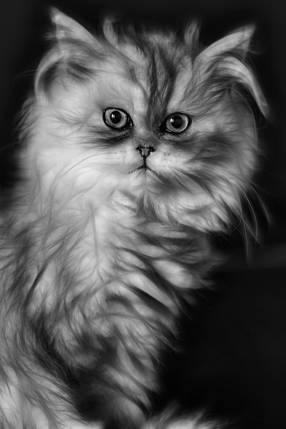 white and gray illustration, cat, kitten, domestic cat, persian cat