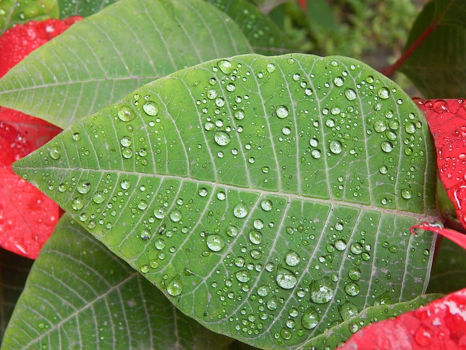 leaf, rain, wet, drops, green color, plant, close-up, water HD wallpaper