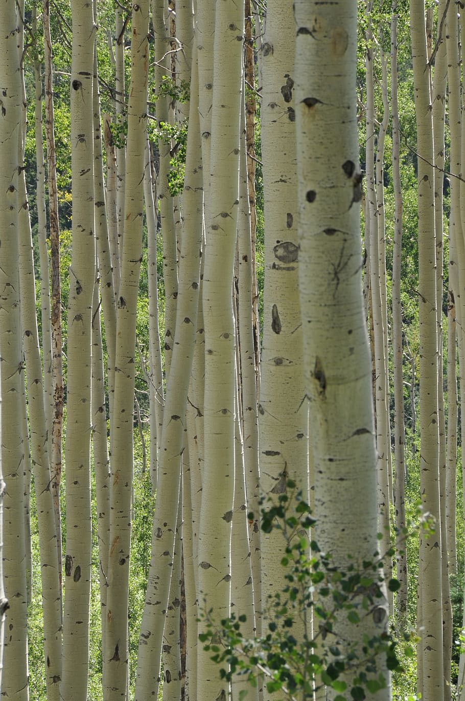 nature, trees, aspen, tree trunks, grove, plant, growth, forest HD wallpaper