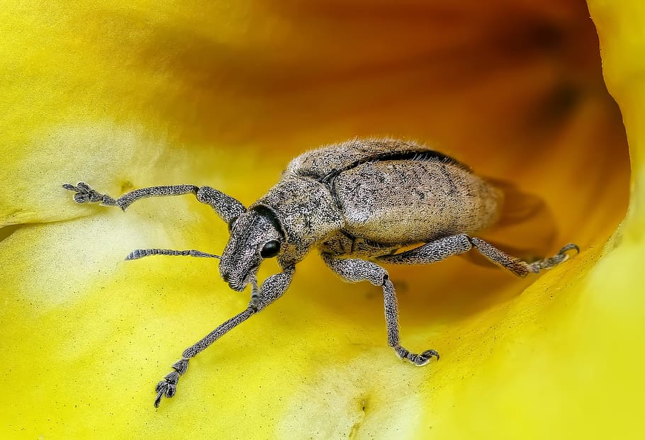brown beetle on yellow flower in closeup photo, insect, macro HD wallpaper