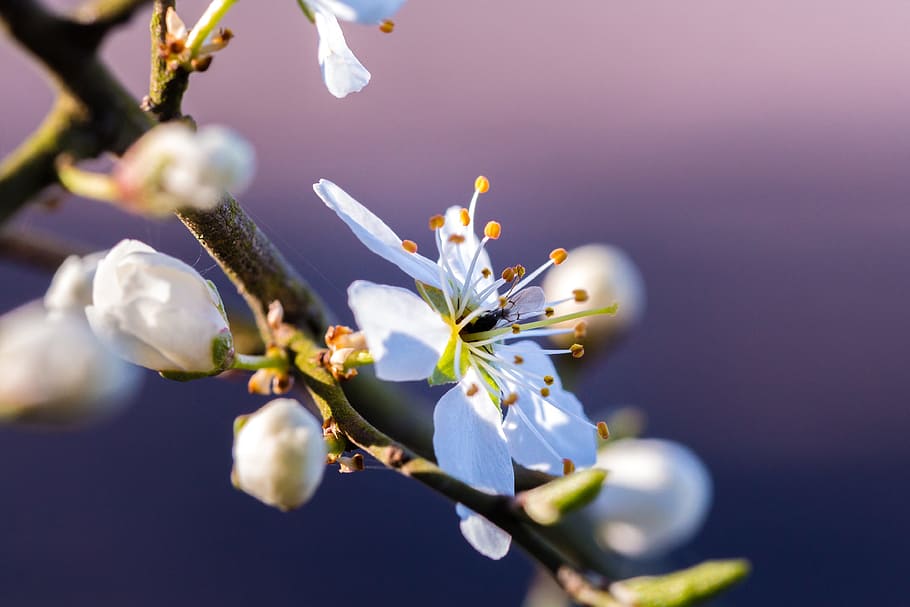 Spring, Blossom, Bloom, Insect, Close, nature, purple, white HD wallpaper