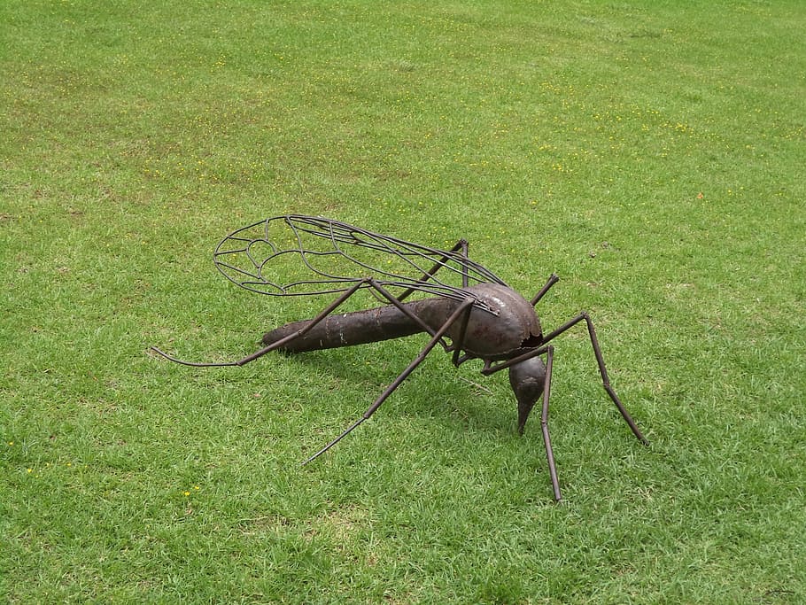 mosquito, insect, bug, grass, plant, green color, animal, animal wildlife HD wallpaper