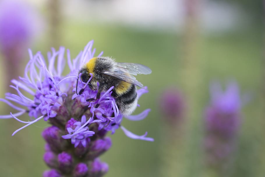 bee, czech republic, close, flower, flowering plant, insect HD wallpaper