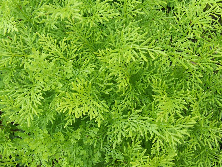 Plants, Texture, Macro, Background, natural, botanical, organic HD wallpaper