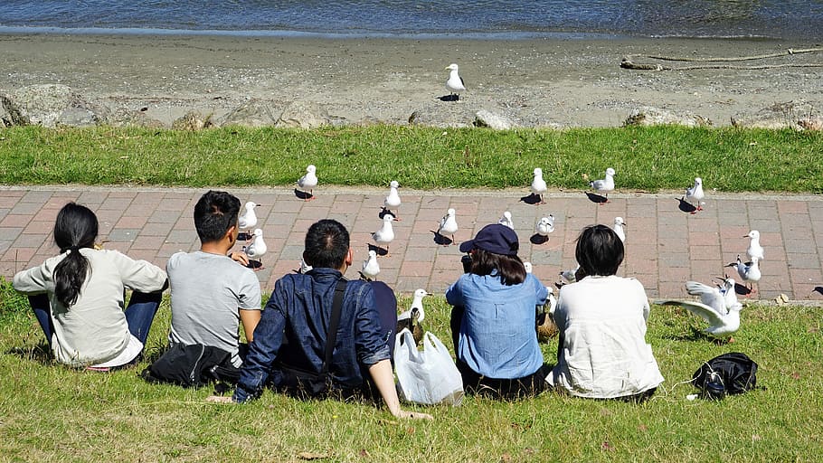 Gulls, Human, Feed, Summer, Bird, Nature, sit, grass, large group of people HD wallpaper