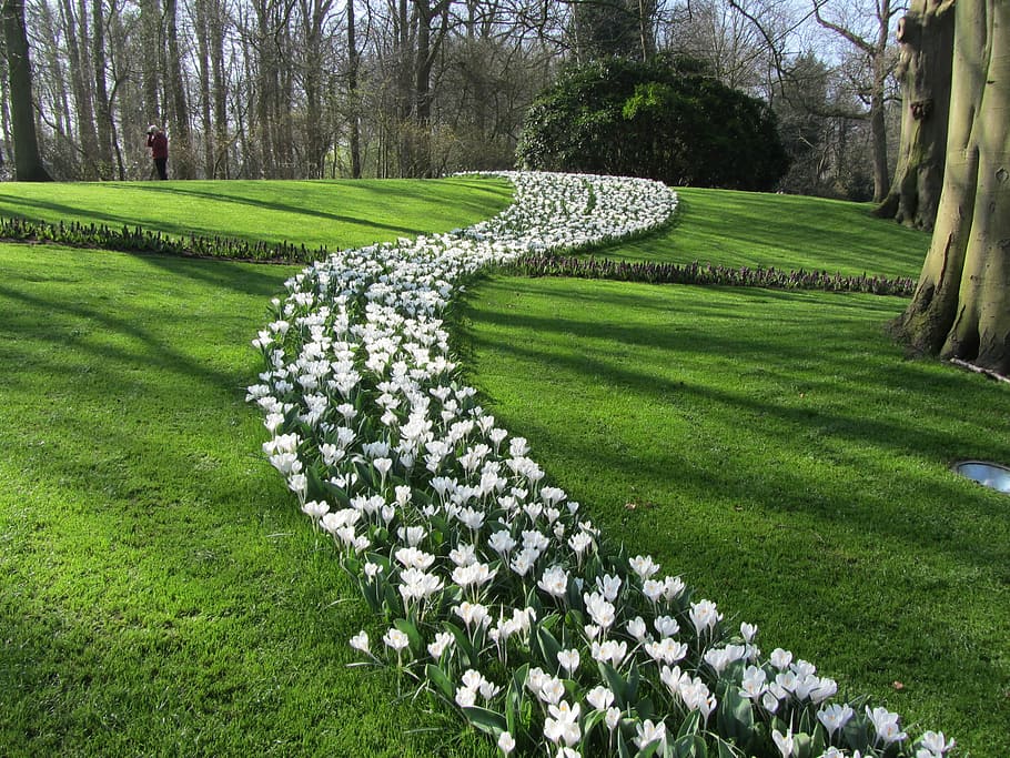 white tulip flower field, Crocus, Grass, Spring, White, Keukenhof HD wallpaper