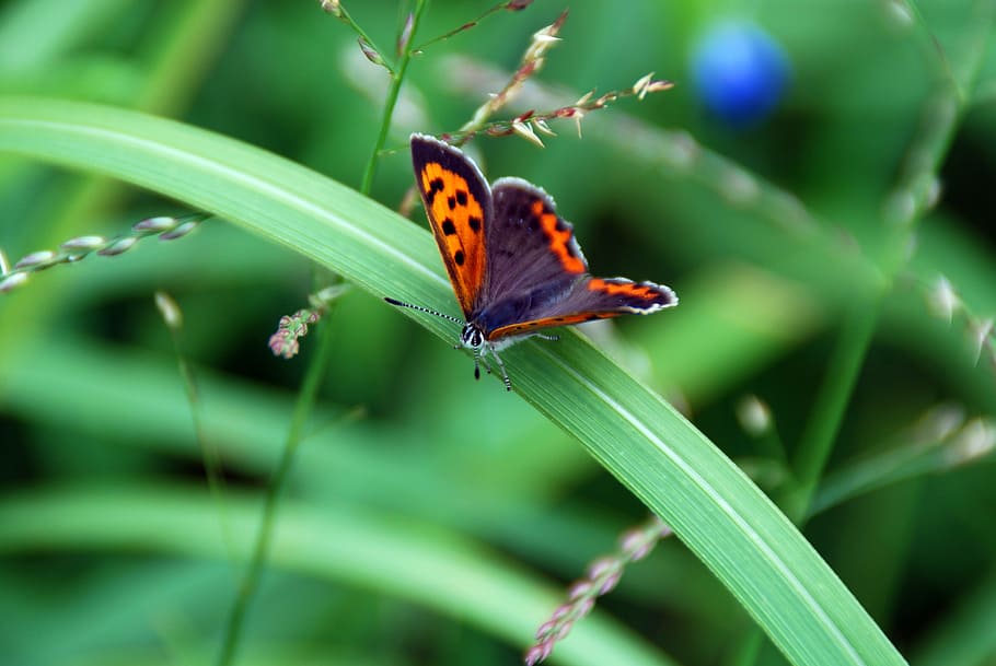 butterfly, insect, bug, wing, animal wildlife, invertebrate HD wallpaper