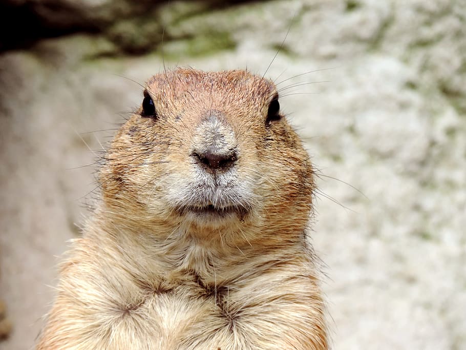 Hd Wallpaper Brown Squirrel Marmot Rodent Croissant Mankei Gophers Animal Head Wallpaper Flare