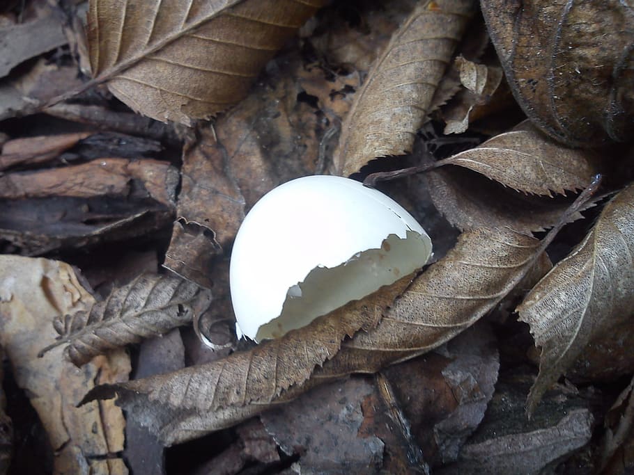 dove, egg shell, bird, close-up, plant part, no people, leaf HD wallpaper