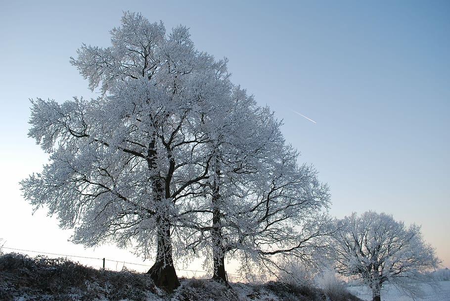 Nature, Ice, Tree, Winter, Gel, Cold, trees, landscapes, frost HD wallpaper