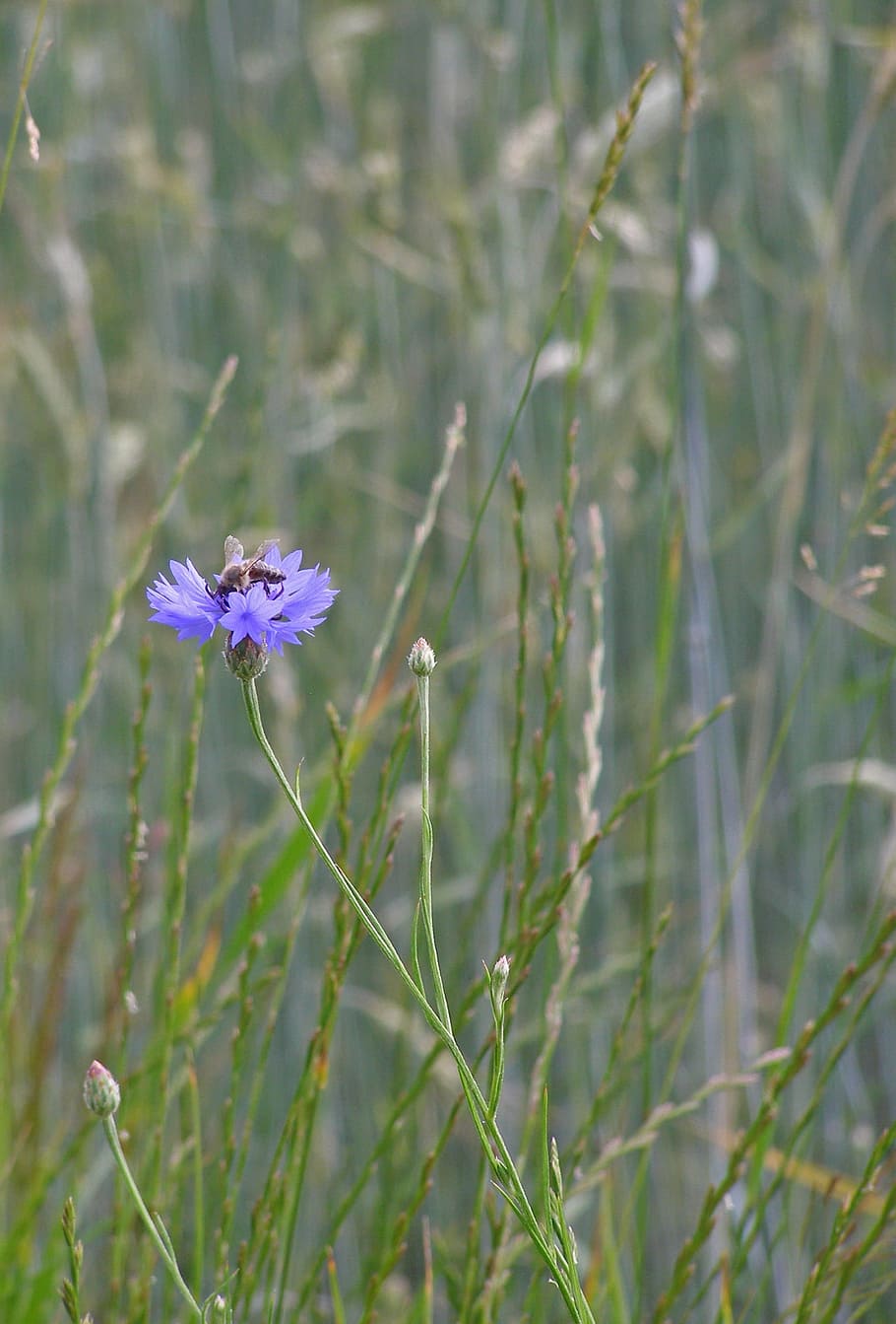 Cornflower, Wild, blue, flower field, meadow, grass, centaurea cyanus, HD wallpaper