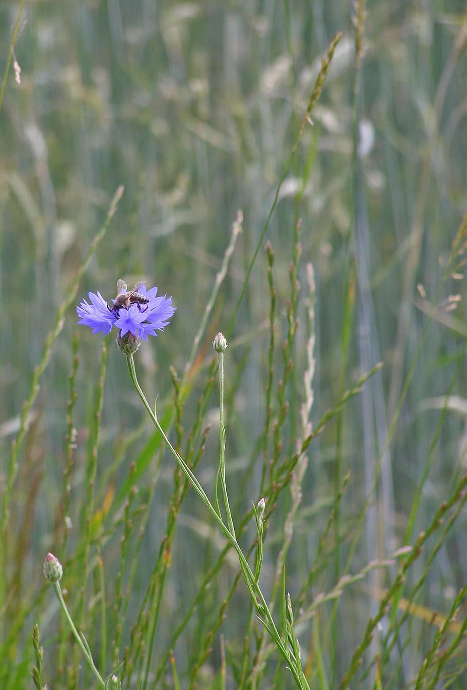 Cornflower, Wild, blue, flower field, meadow, grass, centaurea cyanus HD wallpaper