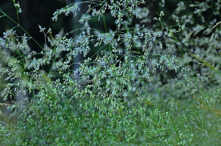 flowering grass, forest, summer, herbs, plant, growth, nature HD wallpaper