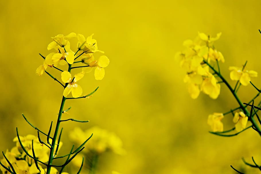 nature, flowers, yellow, branches, blur, close-up, delicate, flora HD wallpaper