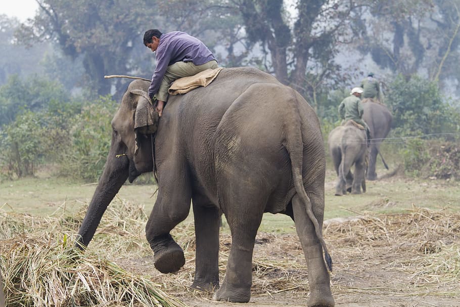 elephant, walking, wild, nature, trunk, park, outdoors, safari HD wallpaper