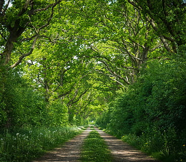 brown and green pathway near green plants and under green trees during daytime HD wallpaper