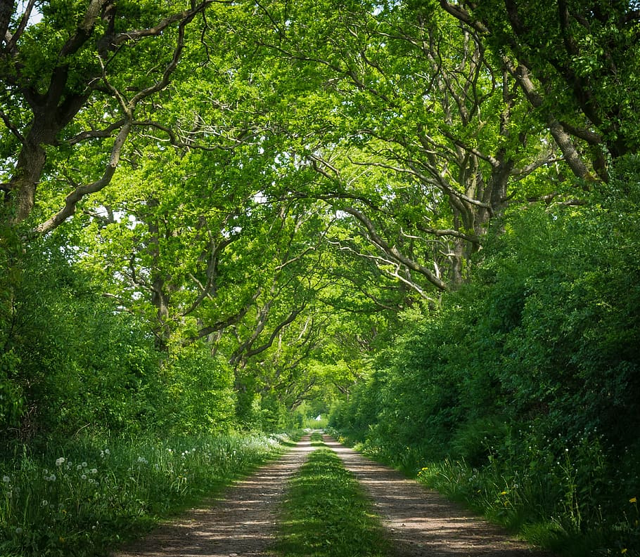 brown and green pathway near green plants and under green trees during daytime HD wallpaper