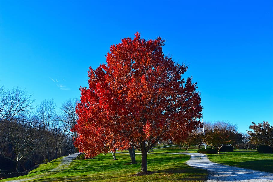 tree, foliage, red, autumn, fall, season, park, maple, outdoor HD wallpaper