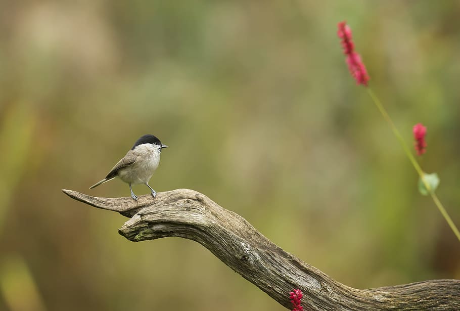 Shallow Focus Photography of Gray Bird on Brown Branch, animal