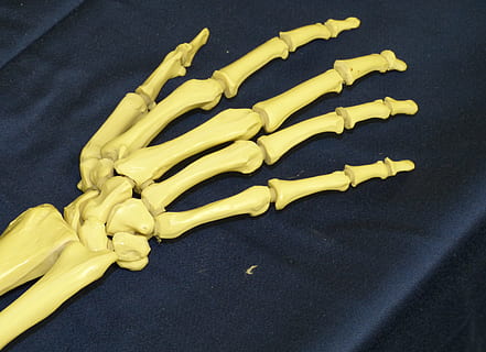 bone hand on cloth, Skeleton, Joint, Finger, joints, bone structure HD wallpaper