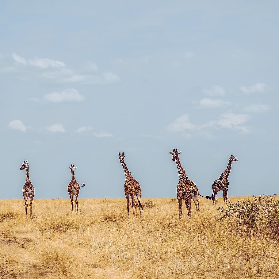 five giraffes on grass field during daytime, wildlife photography of five giraffes HD wallpaper