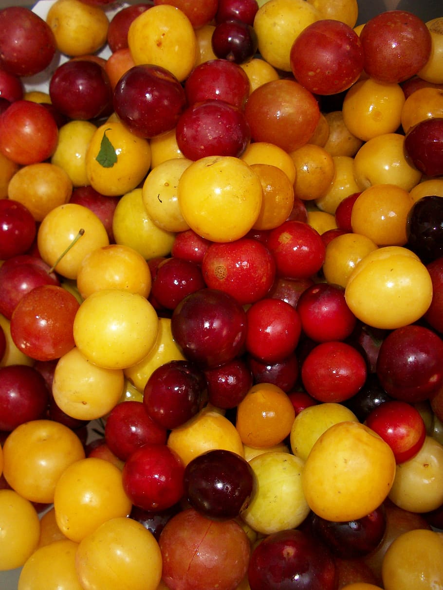 summer fruit, cherries, ripe, cherry, fresh, gardener, countryside HD wallpaper