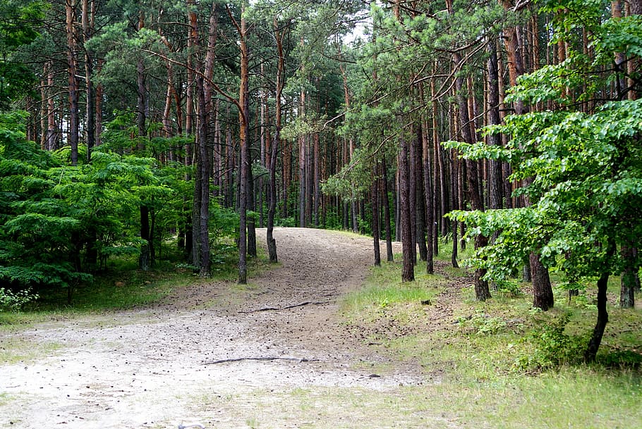 forest, tree, nature, view, summer, landscape, way, the path HD wallpaper