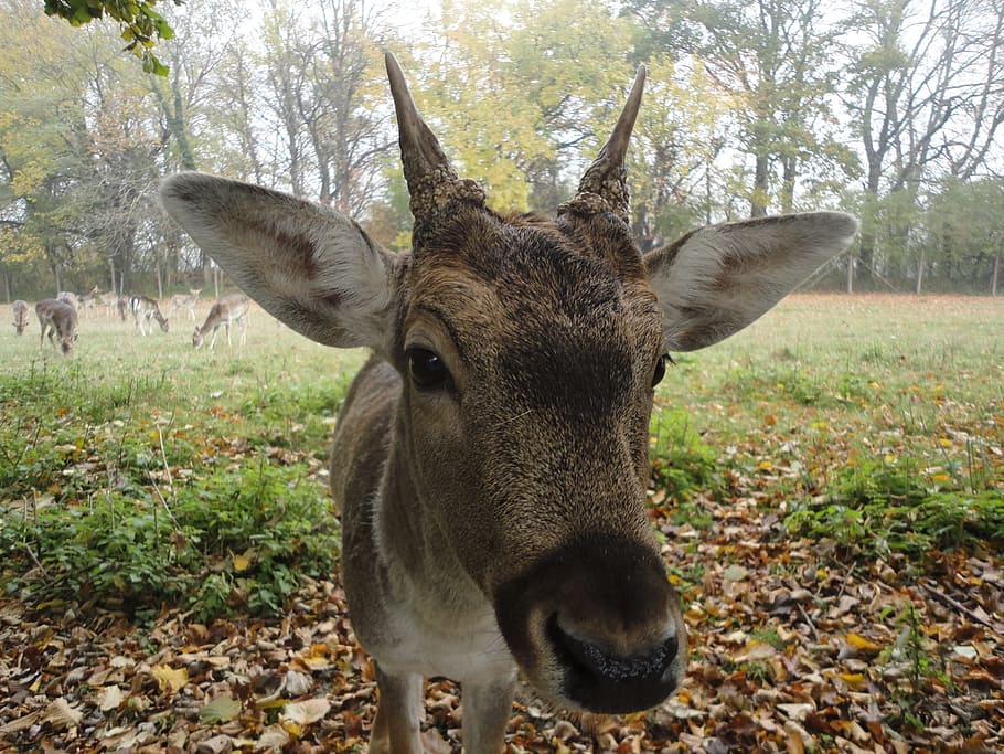Roe Deer, Hirsch, Close, Wild, Nature, animal, mammal, horned HD wallpaper