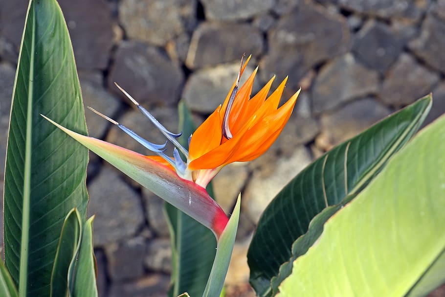 strelicja, orange, wall, flower, exotic, spain, tenerife, characteristic HD wallpaper