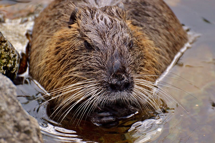 nutria, water rat, splashing, animal world, nature, fur, rodent HD wallpaper