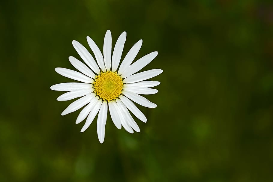 closeup photo of oxeye daisy, marguerite, flower, blossom, bloom, HD wallpaper