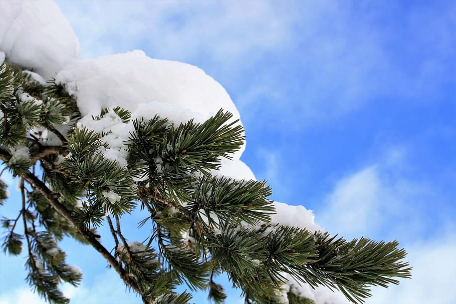 green pine leaved covered with white snow, winter, christmas tree HD wallpaper