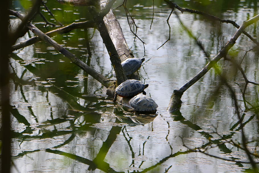 pond, turtles, sun, socializing, rest, animal wildlife, water HD wallpaper