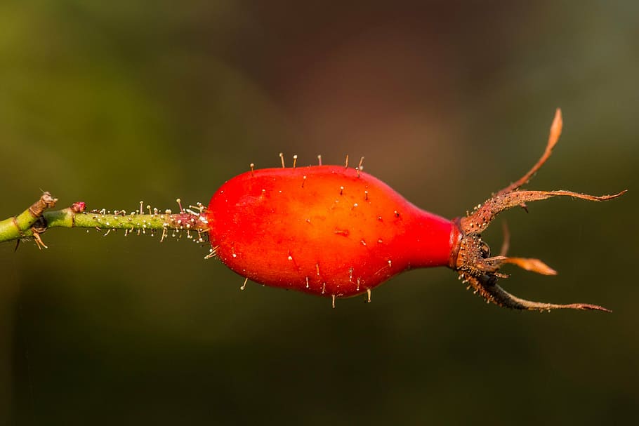 rose hip, red, orange, close, nature, autumn, fruit, autumn fruits HD wallpaper