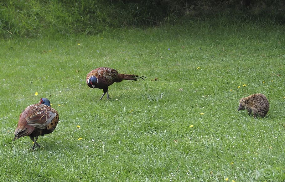 Animals, Pheasants, Hedgehog, plumage, wild, species, colorful HD wallpaper