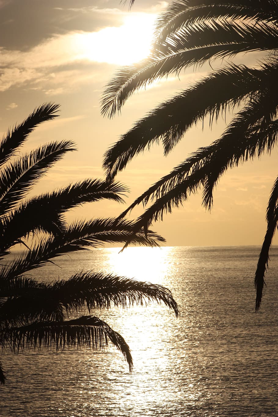 sunset, ocean, palm, nature, reflection, dusk, water, seascape HD wallpaper