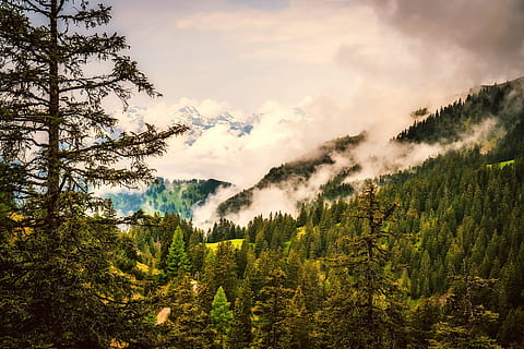 Liechtenstein, Mountains, Forest, Trees, woods, valley, snow HD wallpaper