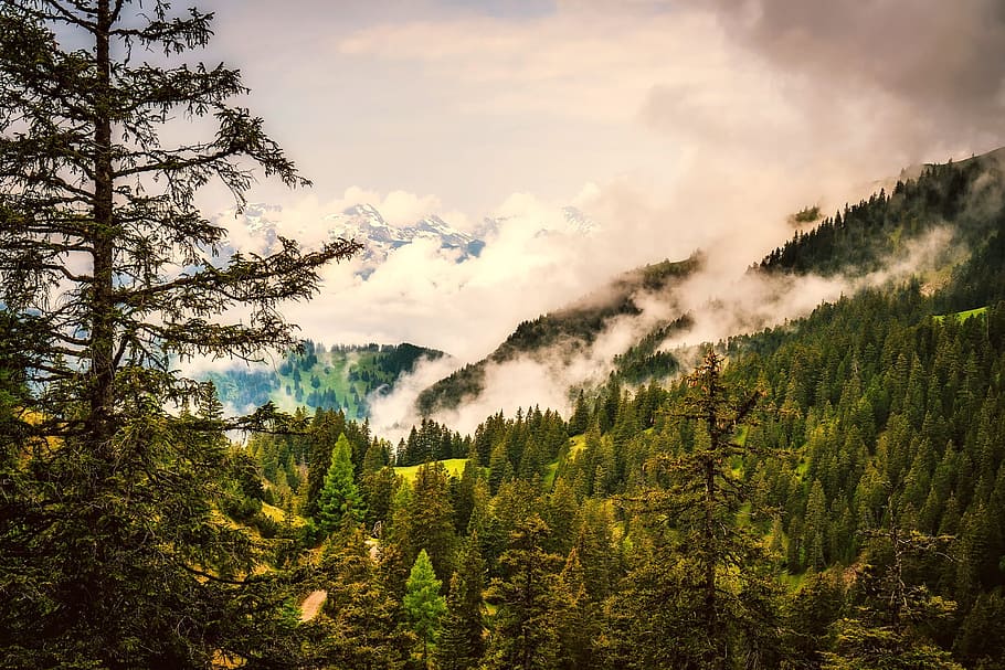 Liechtenstein, Mountains, Forest, Trees, woods, valley, snow HD wallpaper