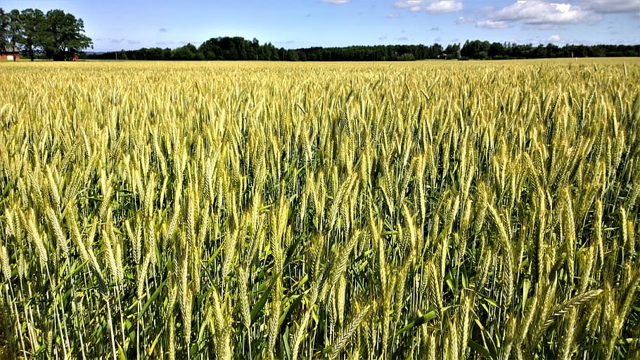 rice field, cornfields, go, countryside, landscapes, cereals HD wallpaper