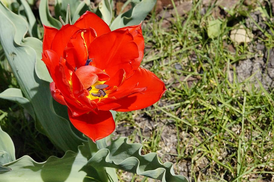 tulip, red, bloom, flower, spring, nature, blossom, plant, garden HD wallpaper