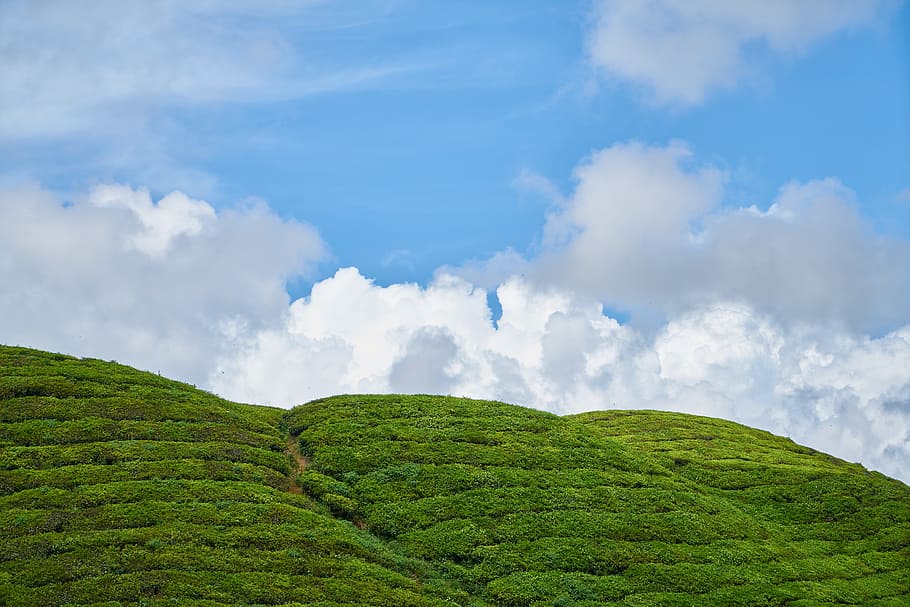 Mountain, Nature, Taylor, Tree, Grass, cloud, spring, high HD wallpaper