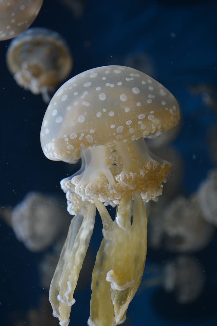 beige jelly fish, tilt shift lens photography of jelly fish, closeup photography HD wallpaper