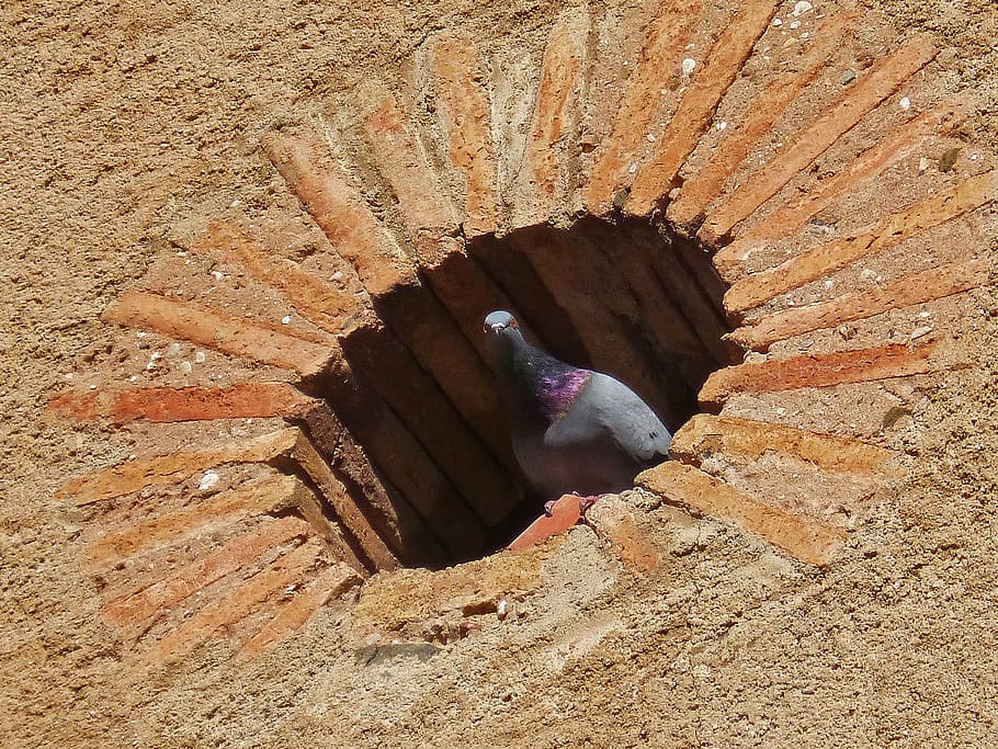 paloma, oculo, construction, brick, nest, no people, nature HD wallpaper