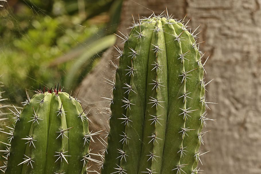 cactus, spikes, sharp spikes, thorns, needles, ciepłolubne plants HD wallpaper