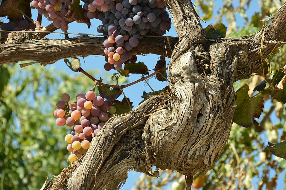 tree, nature, outdoors, flora, leaf, branch, fruit, grape, healthy eating HD wallpaper